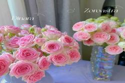 腮红玫瑰Zoroastra