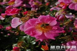 玫红蜜蜂乐园Bienenweide Rosa