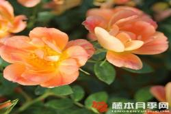 杏色蜜蜂乐园Bienenweide Apricot