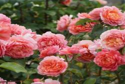 尚塔尔·拉德索 Chantal Ladesou