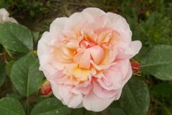 粉红格鲁斯亚琛Pink Gruss an Aachen