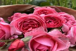 利格·贝莱尔伯爵夫人Comtesse Liger-BelAIr