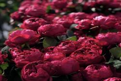 优雅树莓Raspberry Elegance