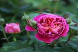 伊莱百年庆典CENTENAIRE DE L'HAY LES ROSES