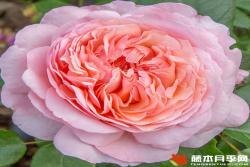 玫昂®枫丹 Jean De La Fontaine