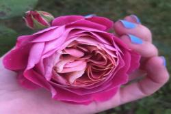 伊莱百年庆典CENTENAIRE DE L'HAY LES ROSES