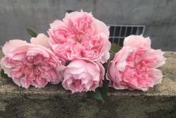 蝶之舞/塞西尔·沃朗热