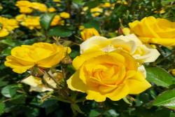 阳光Rayon De Soleil