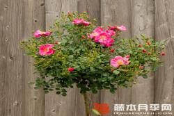 玫红蜜蜂乐园Bienenweide Rosa