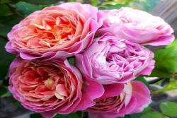 伊莱百年庆典CENTENAIRE DE L'HAY LES ROSES