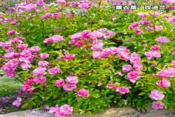 薰衣草玫迪兰（Rosa"Cleopatra"）