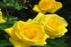 阳光玫迪兰Rayon de Soleil