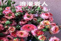 浪漫爱人Romantic Rosever