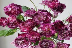 紫虎Purple Tiger