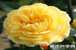 茵卡Inka