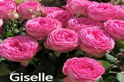 吉赛尔 Giselle