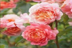 尚塔尔·拉德索 Chantal Ladesou