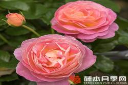 多恩堡城堡玫瑰Dornburger Schlossrose