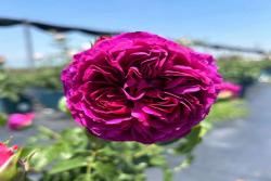 樱桃时节Le Tepms des Cerises