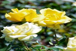 日光倾城 Rayon de Soleil