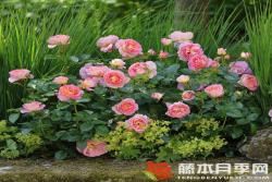 多恩堡城堡玫瑰Dornburger Schlossrose