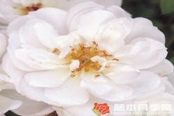 白色蜜蜂乐园Bienenweide White