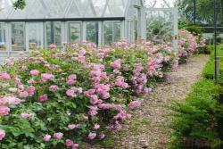 哈洛卡尔(HARLOW CARR)