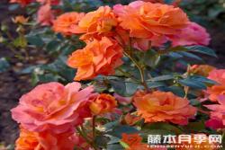 朝日Morning Sun