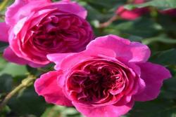 草莓 Fraises