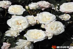 雪花石膏Alabaster