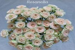 罗萨诺拉Rosanella