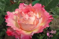 莲花Lotus