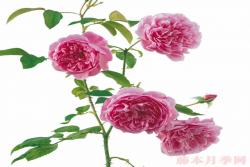 哈洛卡尔(HARLOW CARR)