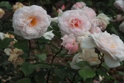 格兰维尔玫瑰 Rose de Granville