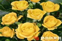金魁尔Goldquelle