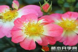 蜜蜂乐园（双色）Bienenweide® Bicolor