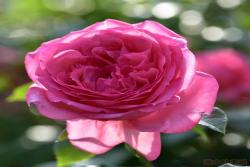 莫利纳尔La Rose de Molinard