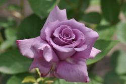 紫雨Purple Rain