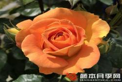 金埃尔莎Goldelse