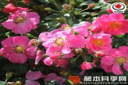 玫红蜜蜂乐园Bienenweide Rosa