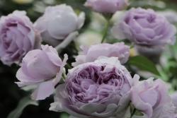丽拉Lilas