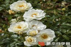 乳白色蜜蜂乐园Bienenweide® Ivory