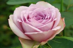 丁香经典Lilac  Classic