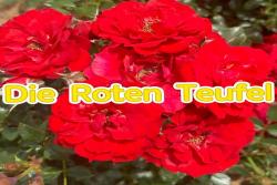 红色恶魔Die Roten Teufel