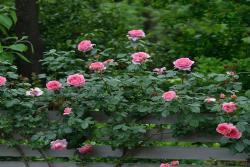 莫利纳尔La Rose de Molinard