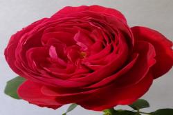 红色芳香Fragrance Red