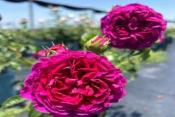 樱桃时节Le Tepms des Cerises