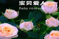 宝贝爱人 Baby Rosever