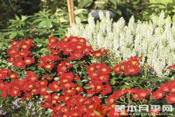 红色蜜蜂乐园Bienenweide Rot