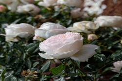 卡米叶·克洛黛尔Camille Claudel